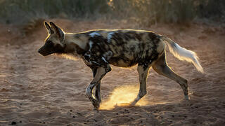 African Painted Dog