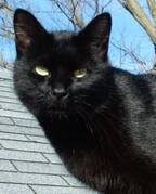 Black Cat